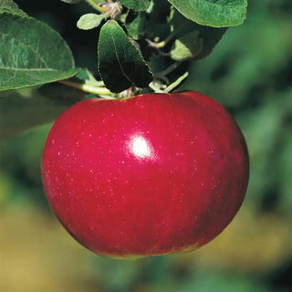 McIntosh Apple Tree