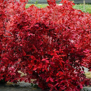 Bluecrop Northern Highbush Blueberry Hedge