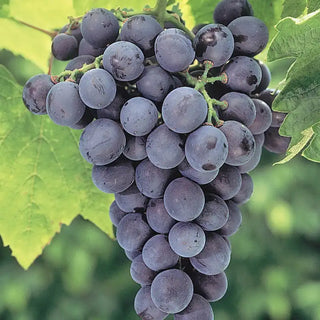 Concord Seedless Grape