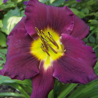 Bela Lugosi Daylily