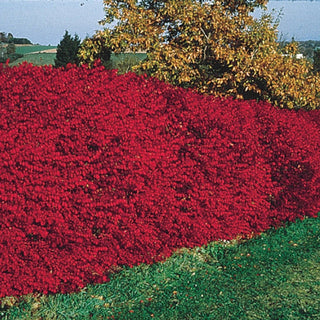 Dwarf Burning Bush Hedge