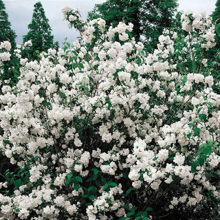 Mock Orange Plant