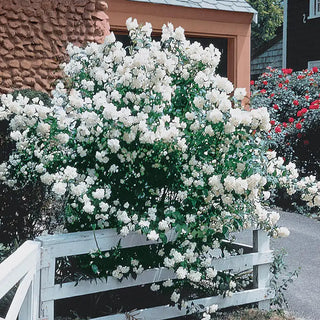 Mock Orange Plant