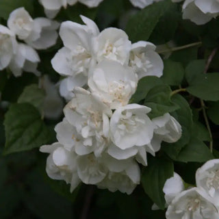 Mock Orange Plant