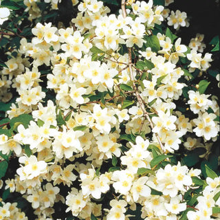 Mock Orange Plant