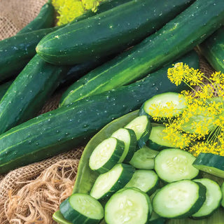 Tasty Green Hybrid Slicing Cucumber Seed