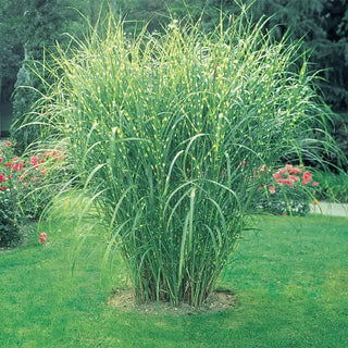 Zebra Grass Plant