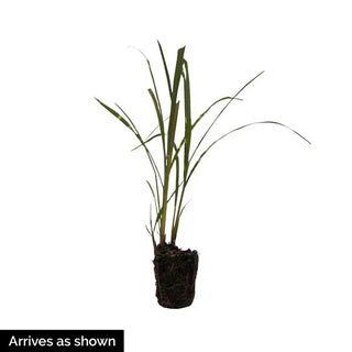 Zebra Grass Plant