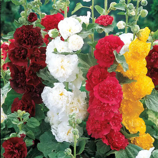 Double Hollyhock Plant