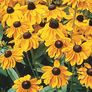 Black-Eyed Susan Plant