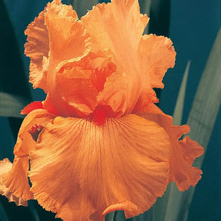 Disco Music Bearded German Iris