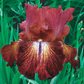 Paprika Fono's Reblooming German Iris