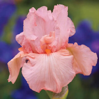 Pink Attraction Reblooming German Iris