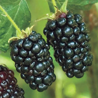 Prime-Ark® Freedom Blackberry Plant