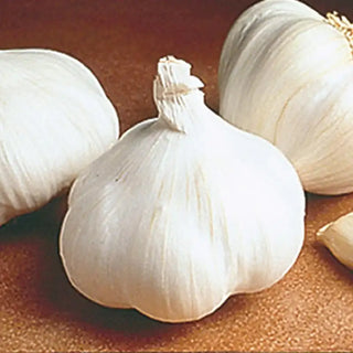 California White Softneck Garlic