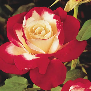 Double Delight Hybrid Tea Rose