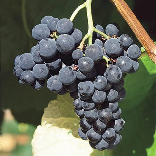 Valiant Grapes