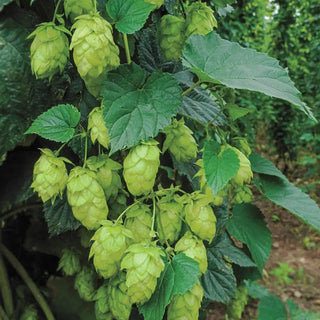 Nugget Hops Vine