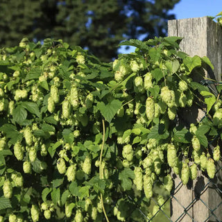 Nugget Hops Vine