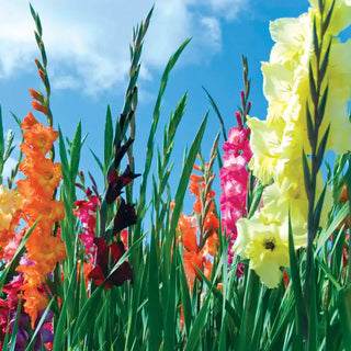 Field Grade Gladiolus Plant