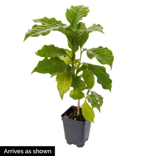 Dwarf Pacas Coffee Plant