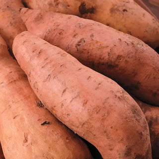 Centennial Sweet Potato