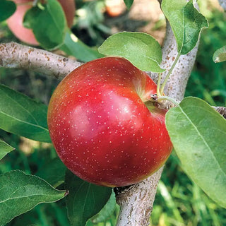 Liberty Apple Tree