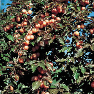 Native Plum Tree