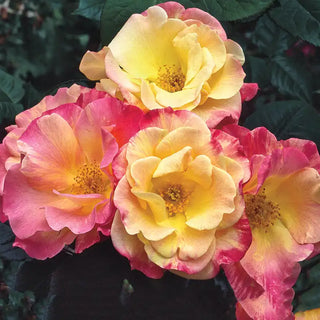 Joseph's Coat Climbing Rose Plant