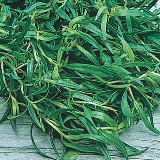 French Tarragon