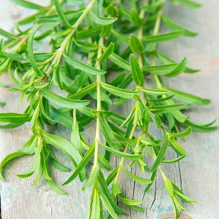 French Tarragon