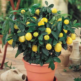 Dwarf Meyer Lemon Tree