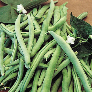 Blue Lake 274 Bush Bean Seed