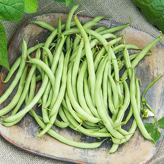 Early Contender Bush Bean Seed