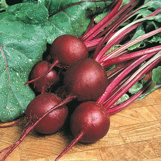 Ruby Queen Beet Seed