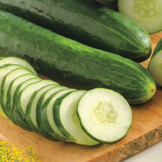 Sweet Success Hybrid Slicing Cucumber