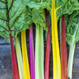 Bright Lights Chard Seed