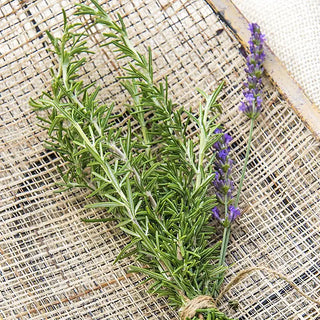 Rosemary Herb Seed