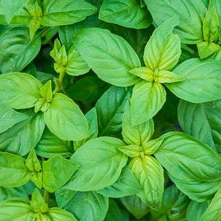 Sweet Basil Herb Seed