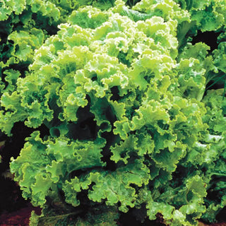 Green Ice Leaf Lettuce Seed