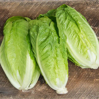 Romaine Head Lettuce Seed