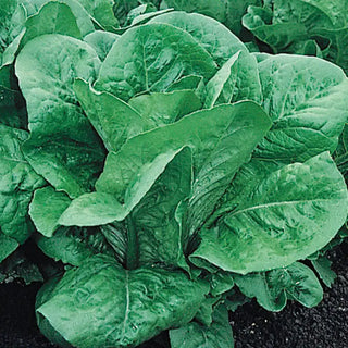 Romaine Head Lettuce Seed