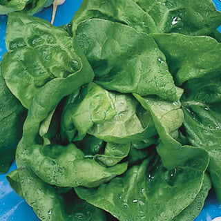 Buttercrunch Head Lettuce Seed