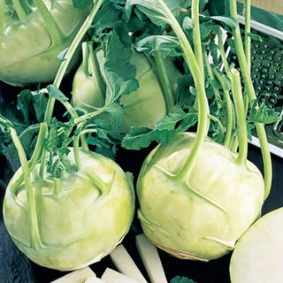 Early White Vienna Kohlrabi Seed