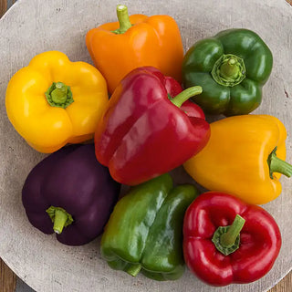 Sweet Bell Hybrid Sweet Pepper Mix