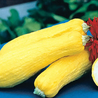 Early Prolific Straightneck Summer Squash