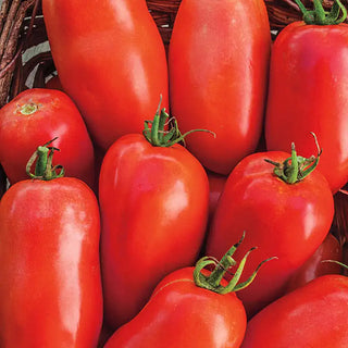 Roma Tomatoes