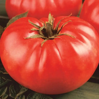 Mortgage Lifter Tomato