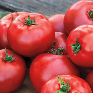 Better Boy Hybrid Tomato