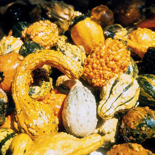 Large & Small Gourd Seed Mix